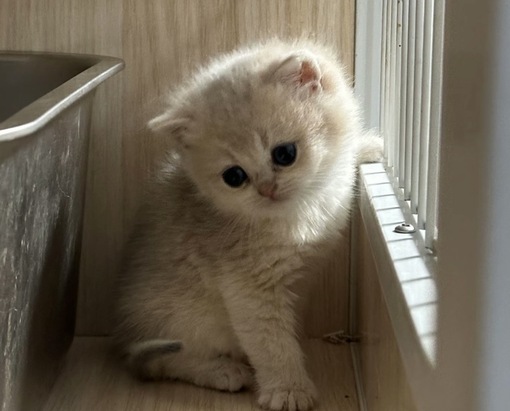 圭(ｹｲ) キャスはやるべき?