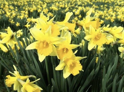 純(ｼﾞｭﾝ) 植物ピ