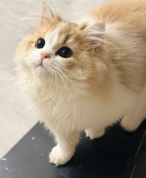 圭(ｹｲ) セラピがすべき努力