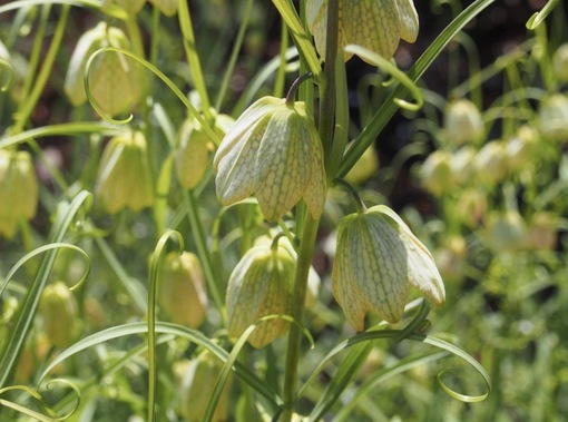 純(ｼﾞｭﾝ) 植物ピ