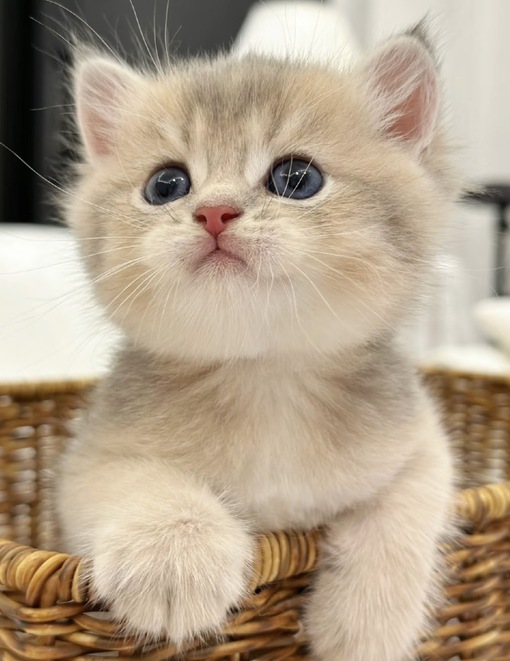 圭(ｹｲ) セラピに沼る