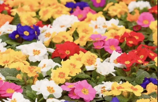 純(ｼﾞｭﾝ) 植物ピ