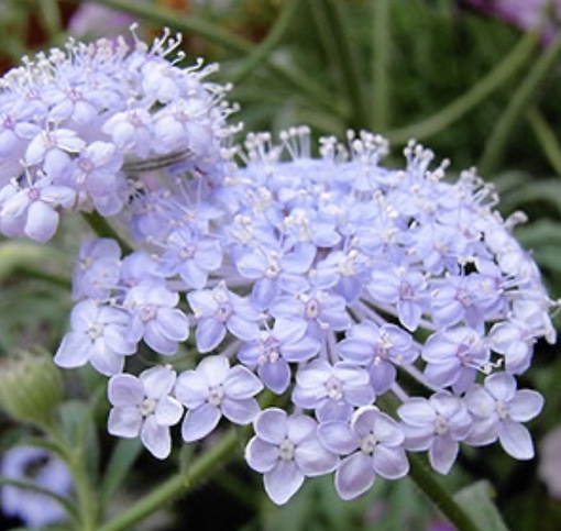 純(ｼﾞｭﾝ) 植物ピ