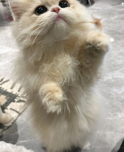 圭(ｹｲ) スケジュール隠し