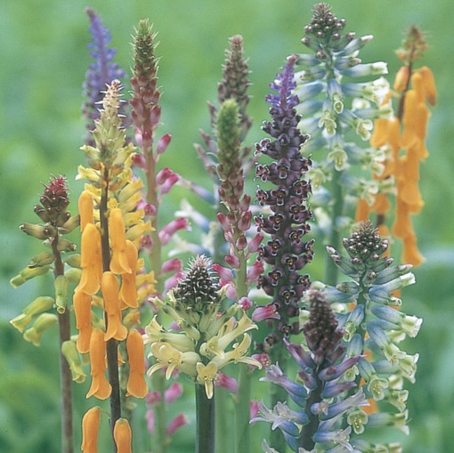 純(ｼﾞｭﾝ) 植物ピ