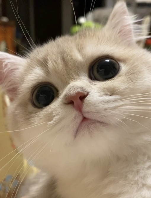 圭(ｹｲ) 服、脱がされたい?