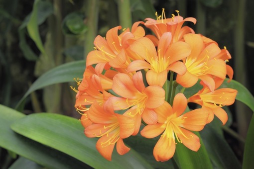 純(ｼﾞｭﾝ) 植物ピ