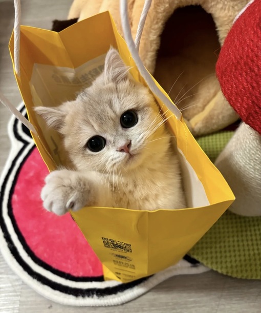 圭(ｹｲ) セラピにモヤる