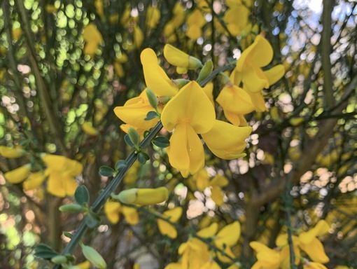 純(ｼﾞｭﾝ) 植物ピ