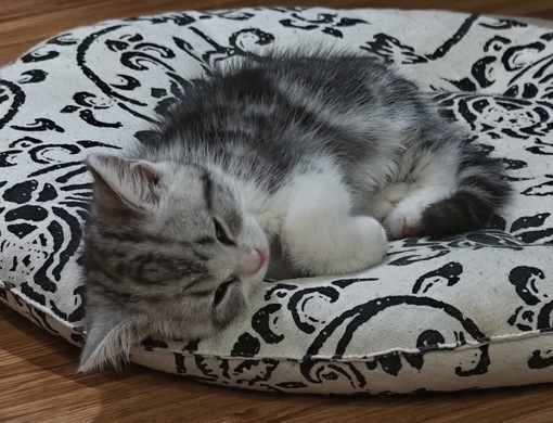 圭(ｹｲ) 一緒にお風呂入る?