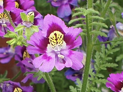 純(ｼﾞｭﾝ) 植物ピ