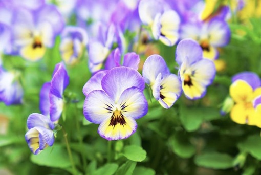 純(ｼﾞｭﾝ) 植物ピ