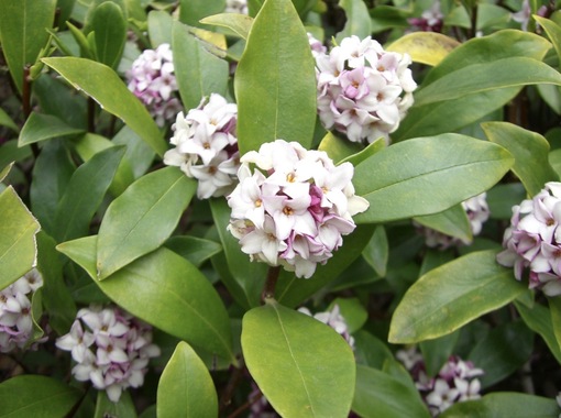 純(ｼﾞｭﾝ) 植物ピ