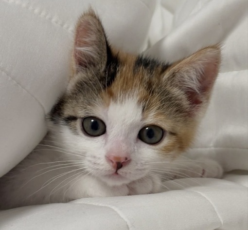 圭(ｹｲ) セラピの見抜き方