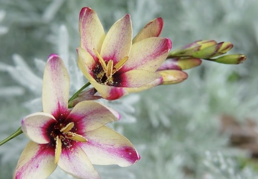 純(ｼﾞｭﾝ) 植物ピ