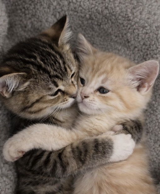 圭(ｹｲ) 色恋よりも丁寧に