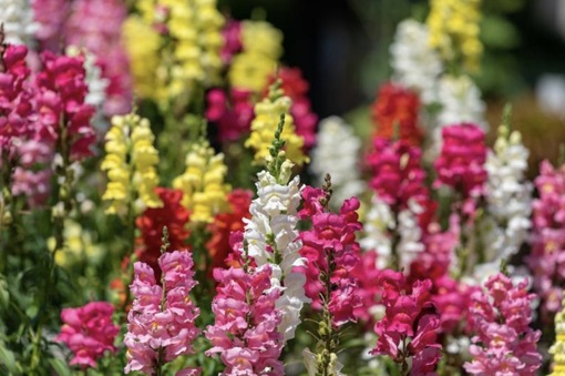 純(ｼﾞｭﾝ) 植物ピ