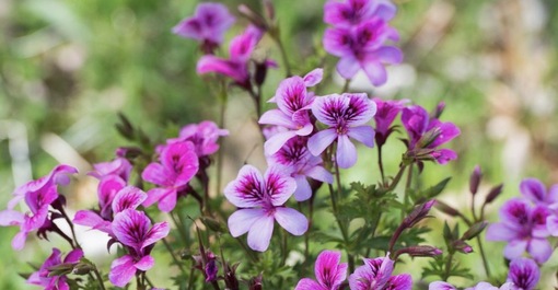 純(ｼﾞｭﾝ) 植物ピ