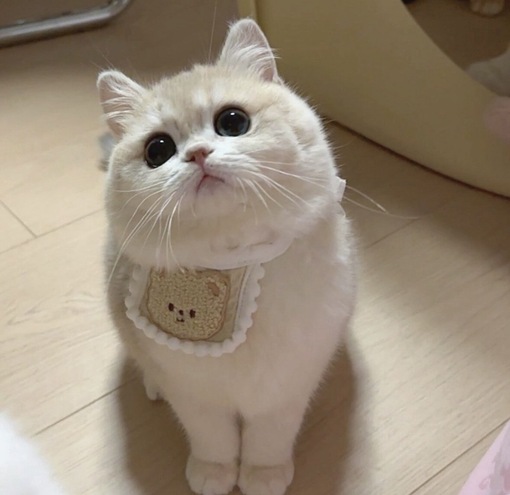 圭(ｹｲ) 季節ごとのエスコート