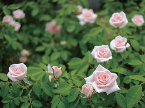 純(ｼﾞｭﾝ) 植物ピ