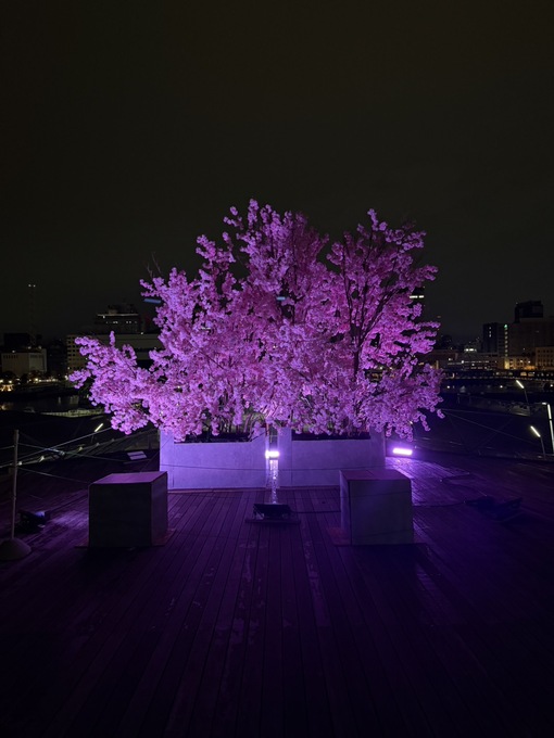 秀吉(ﾋﾃﾞﾖｼ) 夜桜