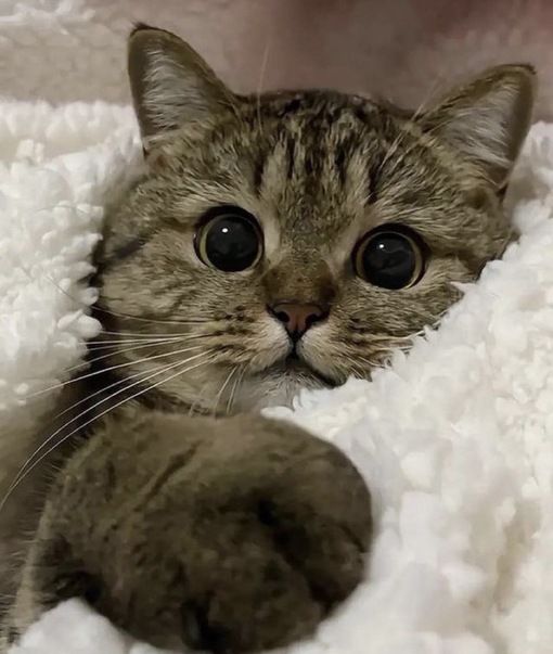 圭(ｹｲ) アンダーヘア事情