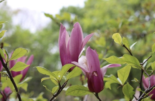 純(ｼﾞｭﾝ) 植物ピ