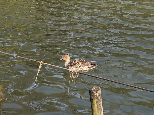 秋(ｱｷ) お花見しました🌸