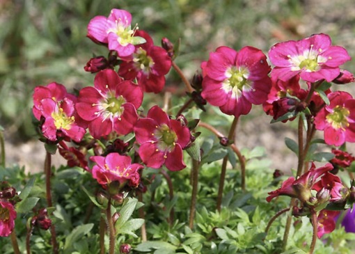 純(ｼﾞｭﾝ) 植物ピ