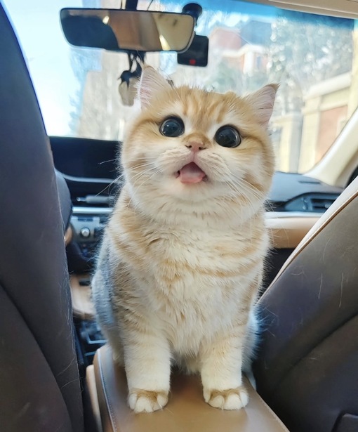 圭(ｹｲ) セラピへの要望