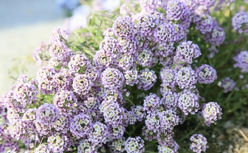 純(ｼﾞｭﾝ) 植物ピ