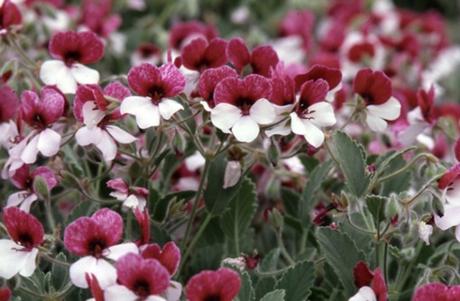 純(ｼﾞｭﾝ) 植物ピ