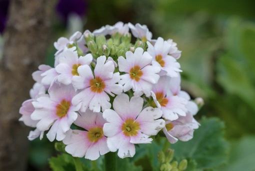 純(ｼﾞｭﾝ) 植物ピ
