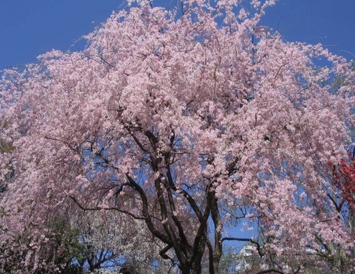 純(ｼﾞｭﾝ) 植物ピ