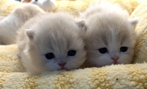 圭(ｹｲ) セラピに沼りたくない