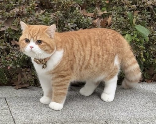 圭(ｹｲ) オススメの風邪薬