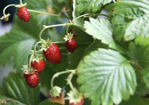 純(ｼﾞｭﾝ) 植物ピ