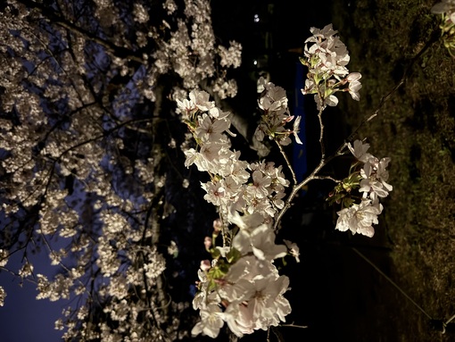 秀吉(ﾋﾃﾞﾖｼ) 夜桜
