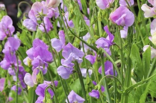 純(ｼﾞｭﾝ) 植物ピ