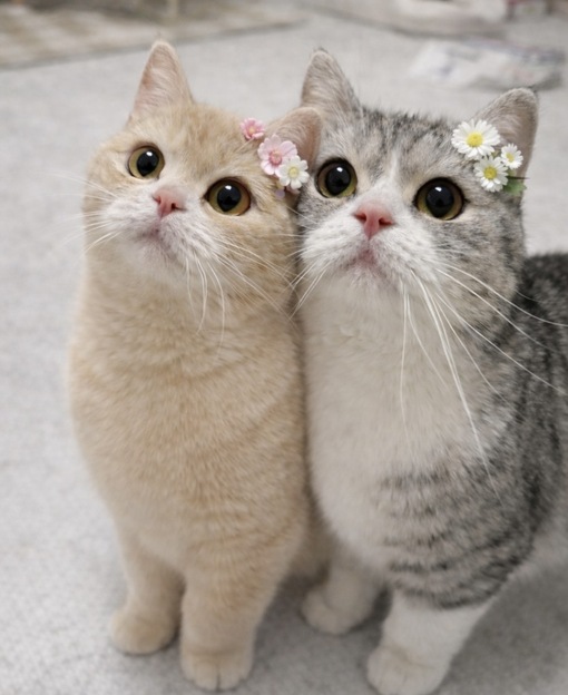 圭(ｹｲ) 「変態だね」