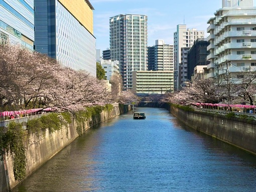 尚斗(ﾅｵﾄ) 目黒川沿い🌸