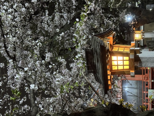 秀吉(ﾋﾃﾞﾖｼ) 夜桜キャス