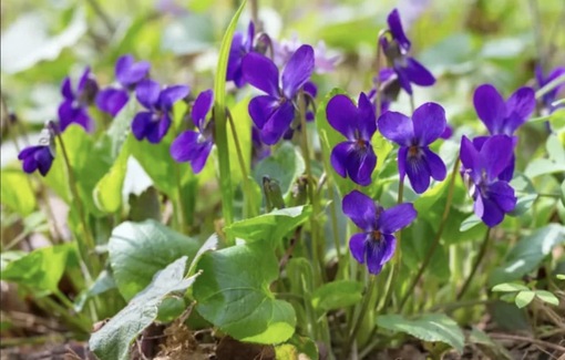 純(ｼﾞｭﾝ) 植物ピ