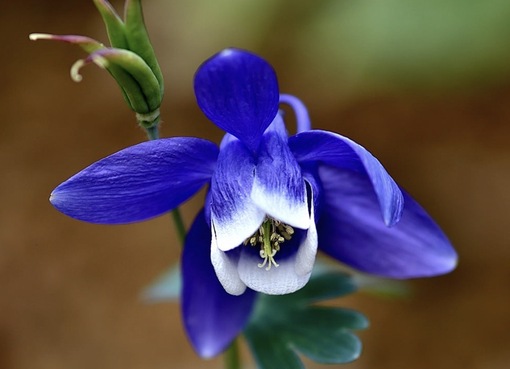 純(ｼﾞｭﾝ) 植物ピ