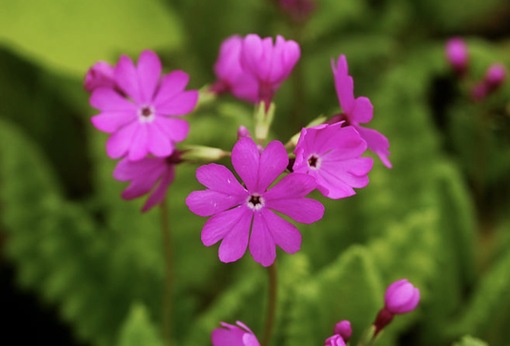 純(ｼﾞｭﾝ) 植物ピ