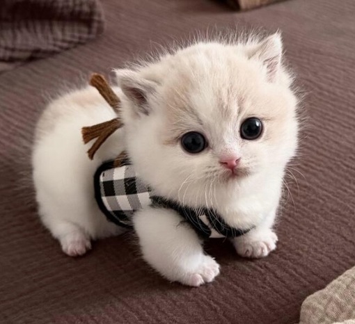 圭(ｹｲ) エイプリルフール