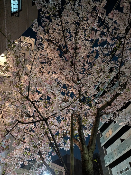 輝星(ｺｳｾｲ) 桜
