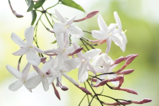 純(ｼﾞｭﾝ) 植物ピ