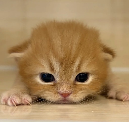 圭(ｹｲ) イソジン味のキス