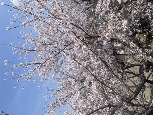 海人(ｶｲﾄ) 新年度スタート🌸
